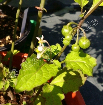 Preview: Solanum guineense * 50-1.000 Samen